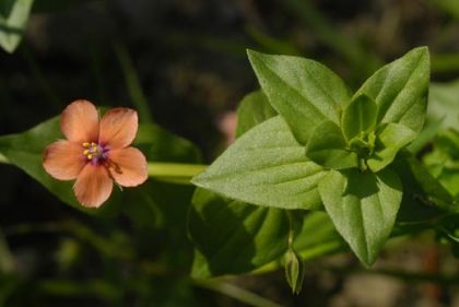 Pimpernel, Scarlet