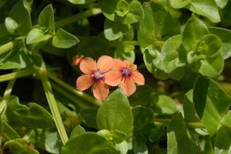 Pimpernel, Scarlet