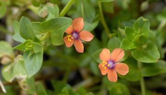 Pimpernel, Scarlet
