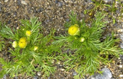 Pineappleweed