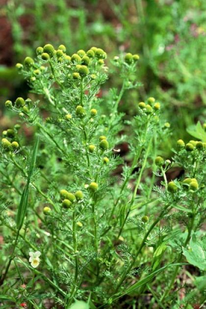 Pineappleweed