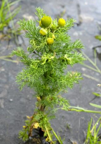 Pineappleweed