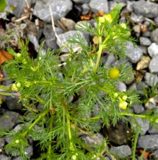 Pineappleweed