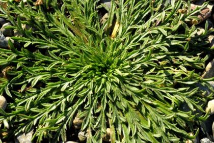 Plantain, Buck's-horn