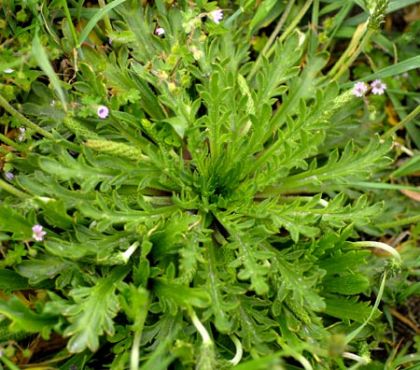 Plantain, Buck's-horn