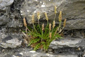Plantain, Buck's-horn
