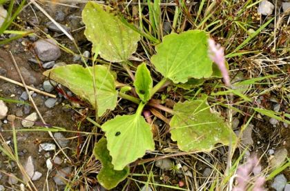 Plantain, Greater