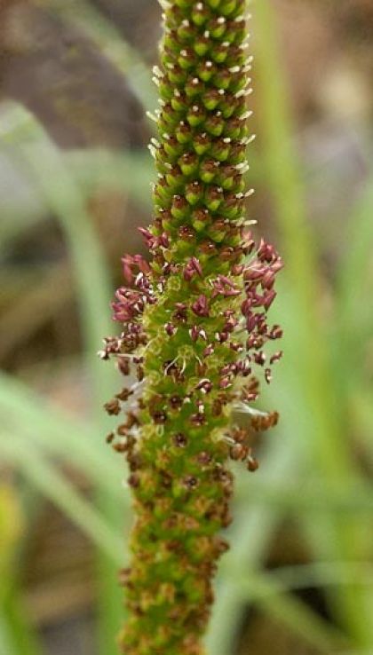 Plantain, Greater