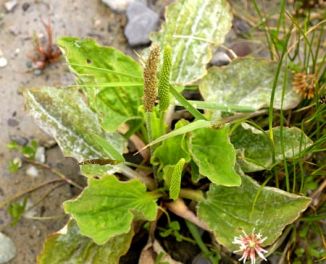 Plantain, Greater
