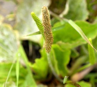 Plantain, Greater