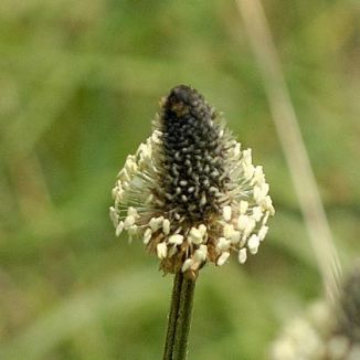 Plantain, Ribwort