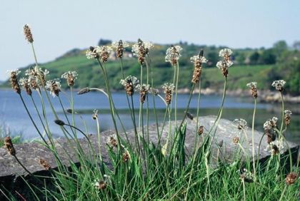 Plantain, Ribwort