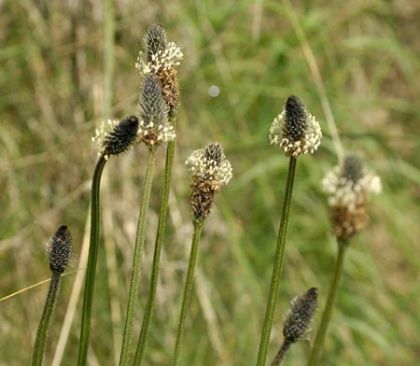Plantain, Ribwort