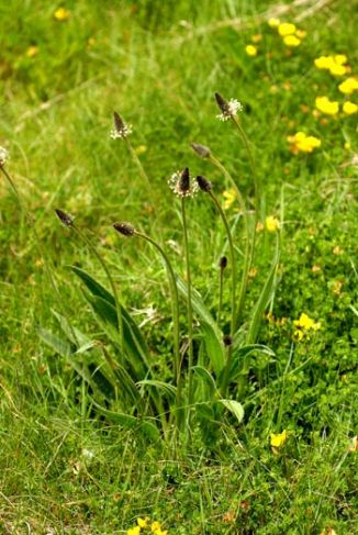 Plantain, Ribwort