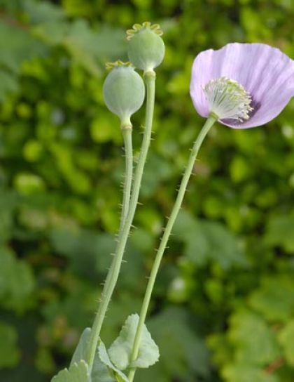 Poppy, Opium