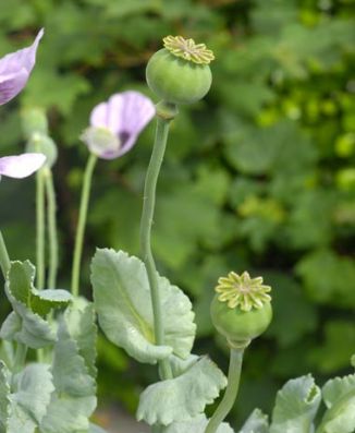 Poppy, Opium