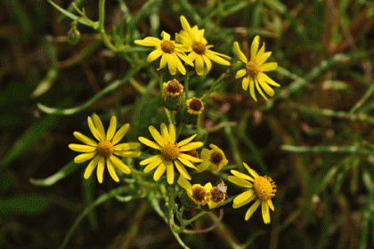Ragwort, Narrow-leaved