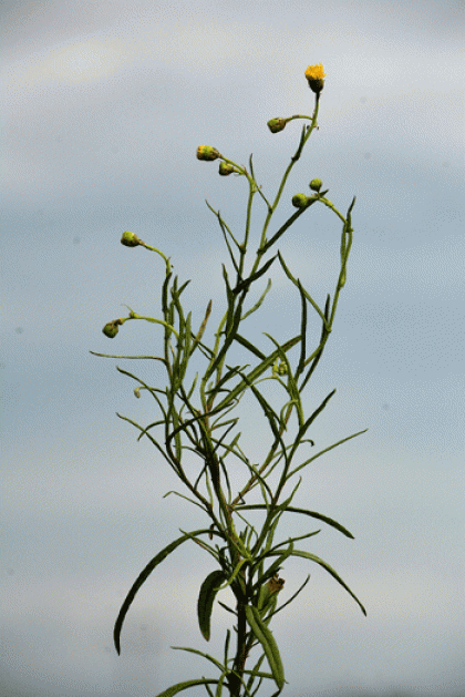 Ragwort, Narrow-leaved