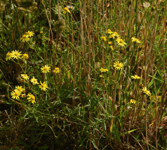 Ragwort, Narrow-leaved