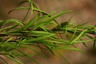 Ragwort, Narrow-leaved