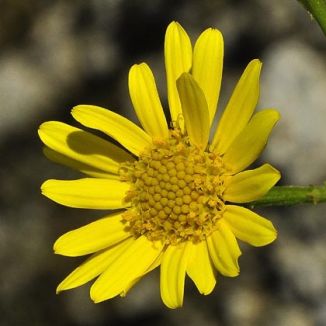 Ragwort, Marsh