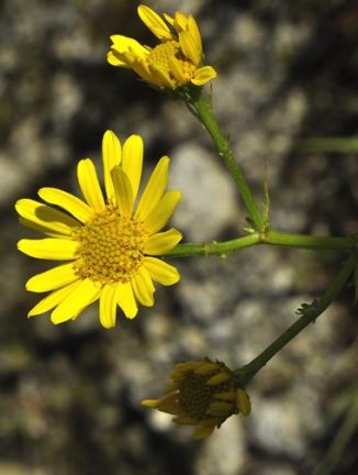 Ragwort, Marsh
