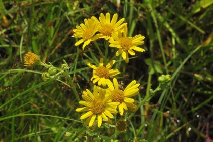 Ragwort, Marsh