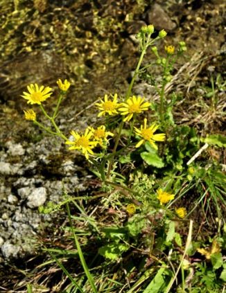 Ragwort, Marsh