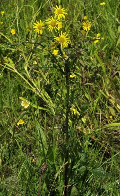 Ragwort, Marsh