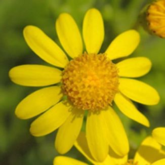 Ragwort, Oxford