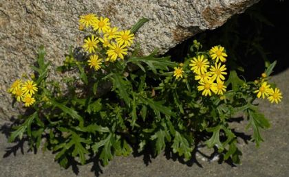 Ragwort, Oxford
