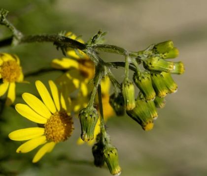 Ragwort, Oxford