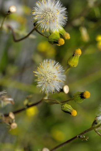 Ragwort, Oxford