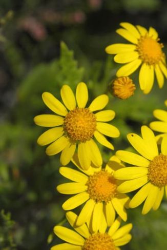 Ragwort, Oxford