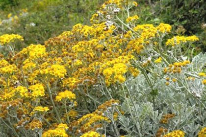 Ragwort, Silver