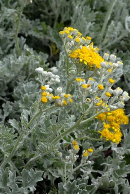 Ragwort, Silver