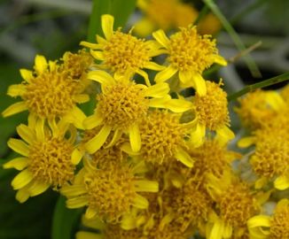 Ragwort, Silver