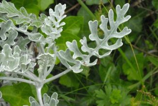 Ragwort, Silver