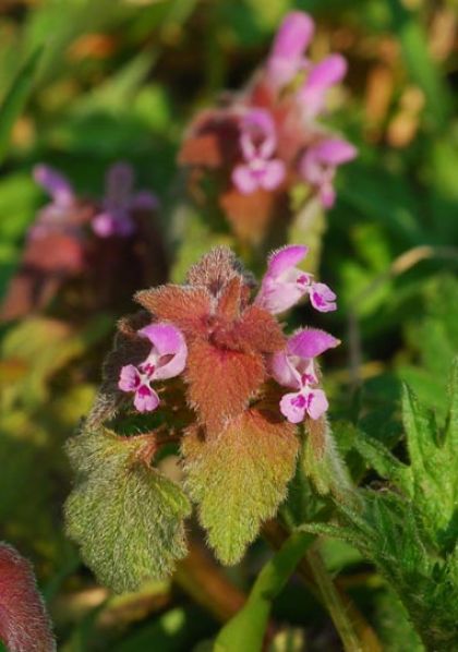 Dead-nettle, Red