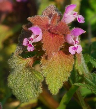 Dead-nettle, Red