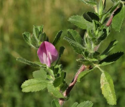 Restharrow, Common