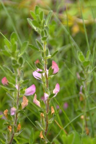 Restharrow, Common