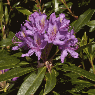 Rhododendron