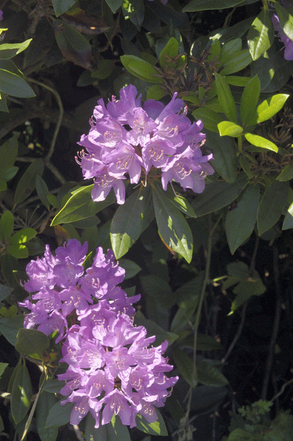 Rhododendron