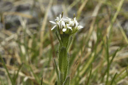 Rock-cress, Hairy