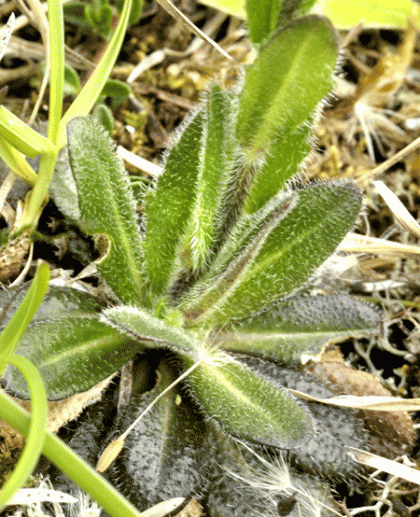 Rock-cress, Hairy