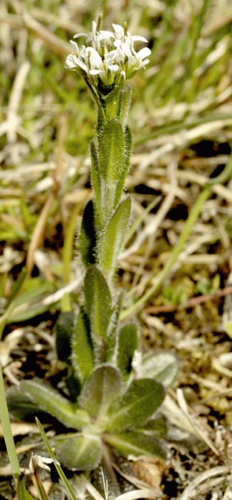 Rock-cress, Hairy