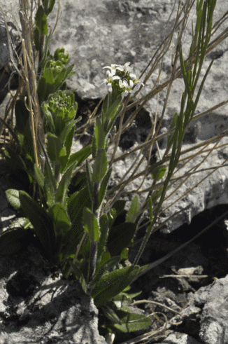 Rock-cress, Hairy