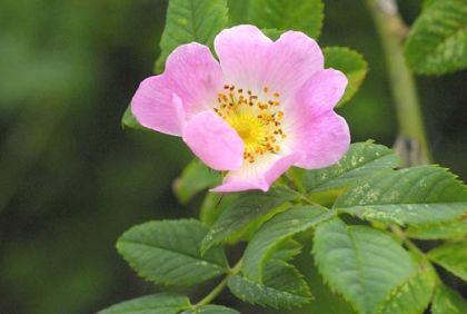 Dog-rose
