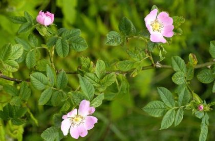 Dog-rose